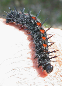 Mourning Cloak